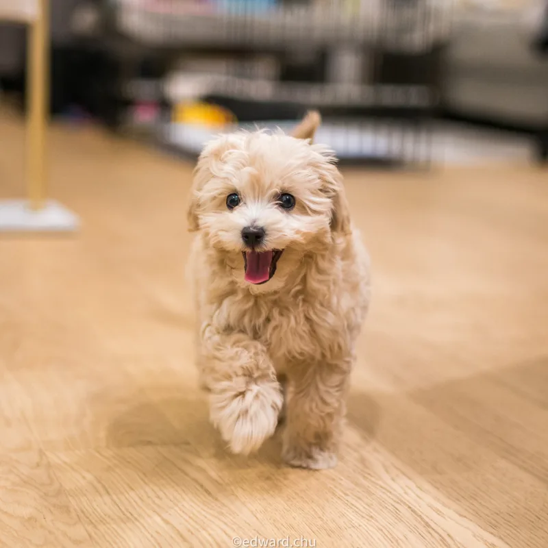 Hu Sihai — Life with my dog